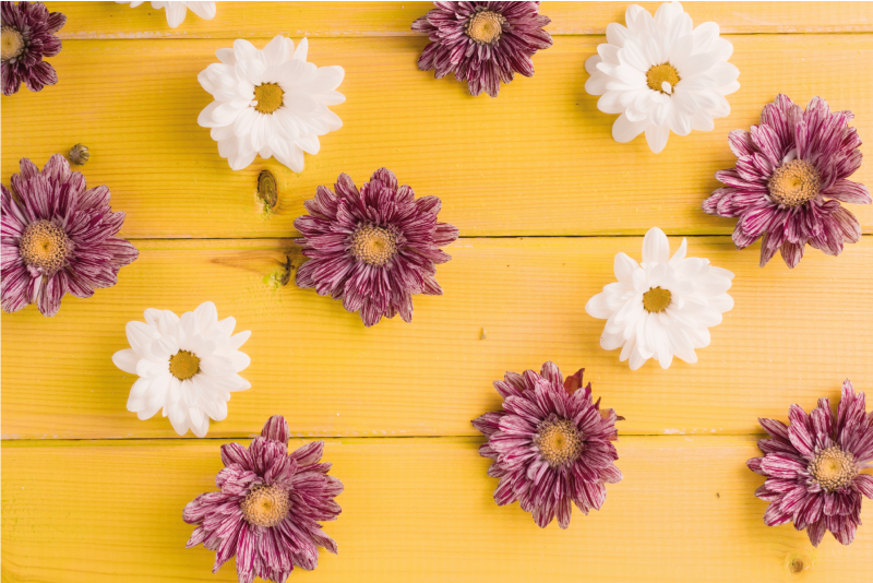 Tapete vinílico flores e plantas pétalas rosa e brancas - TenStickers