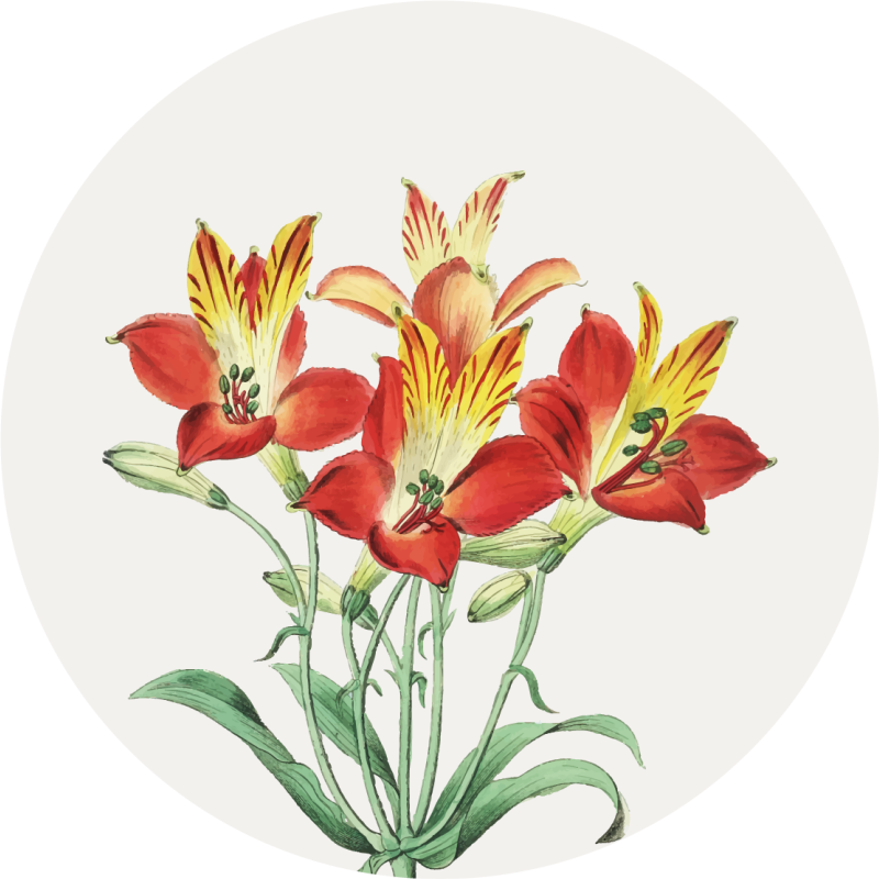Tapete de vinil floral com lírios coloridos juntos - TenStickers
