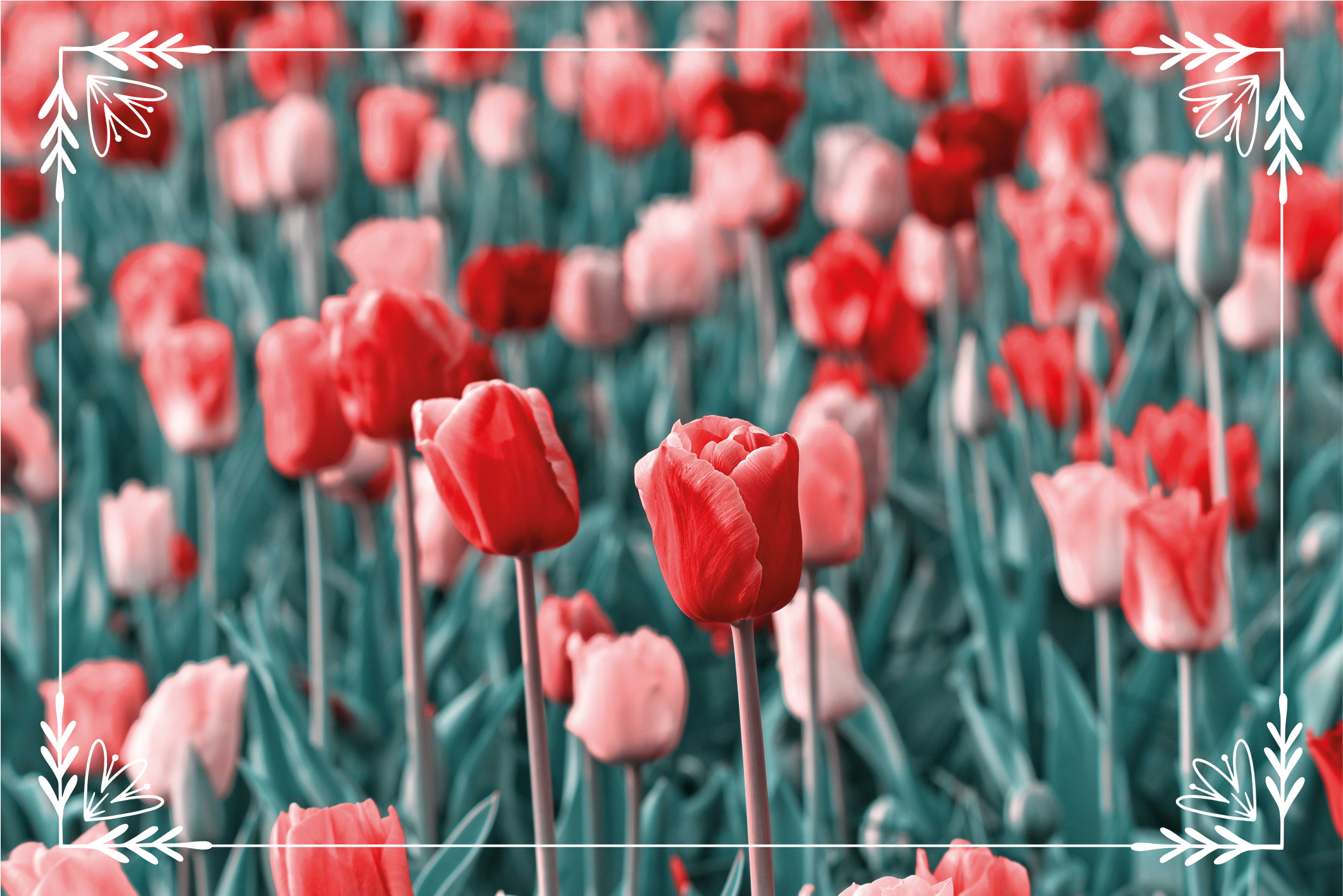 Tapete vinílico flores e plantas cena de campo de tulipas - TenStickers