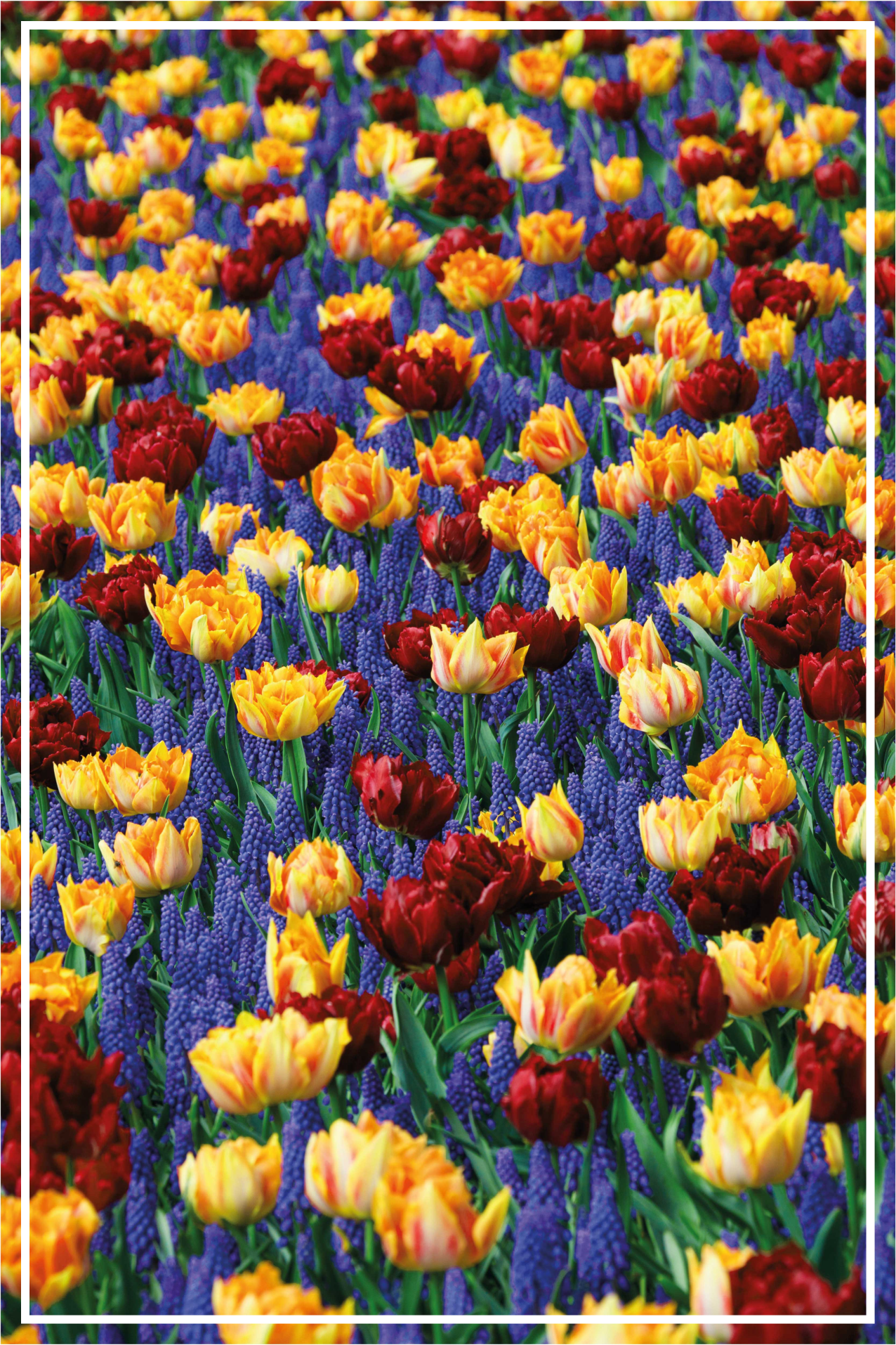 Tapete vinílico flores e plantas design jardim tulipas - TenStickers