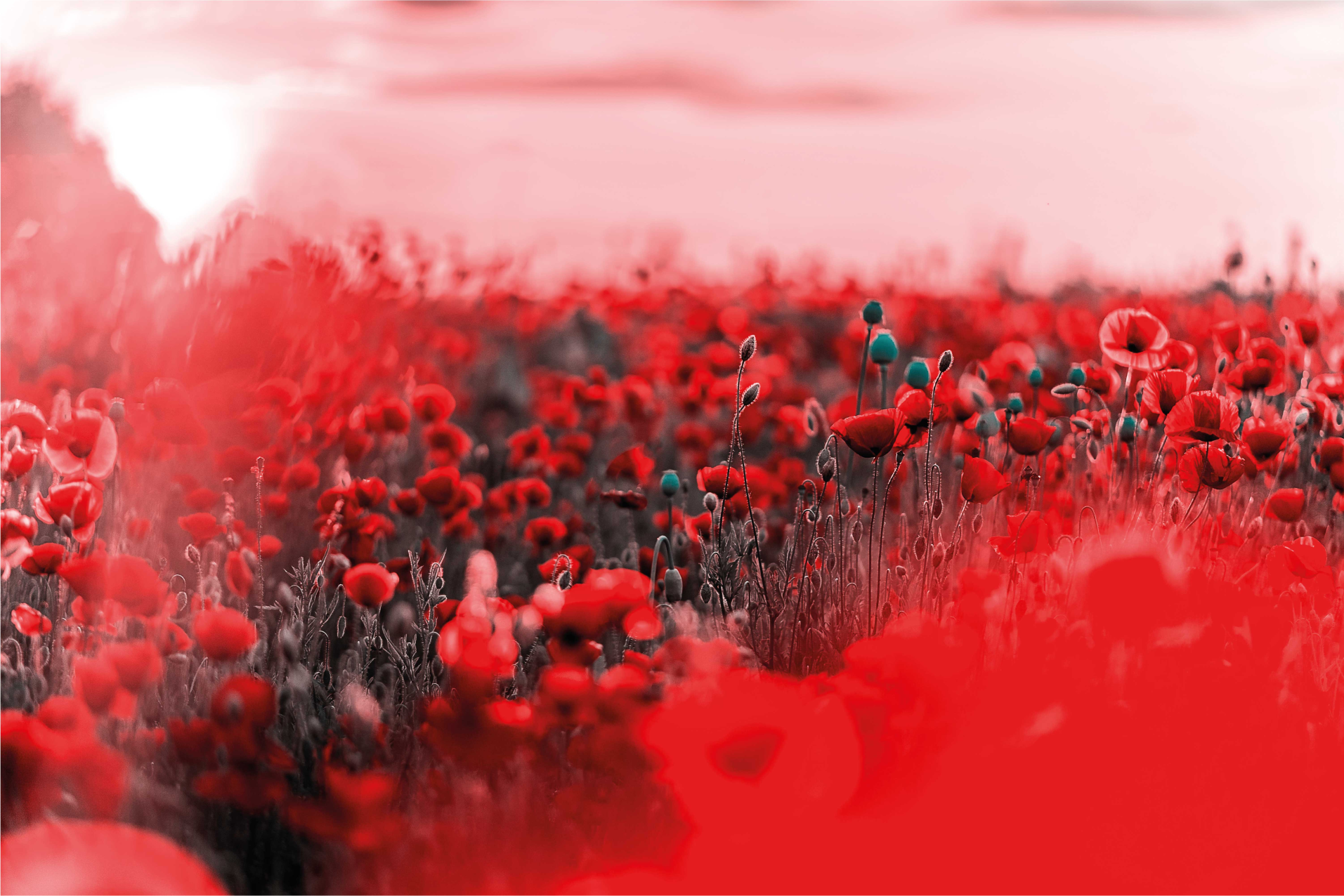 Tapete vinílico flores e plantas cena floral vermelha - TenStickers