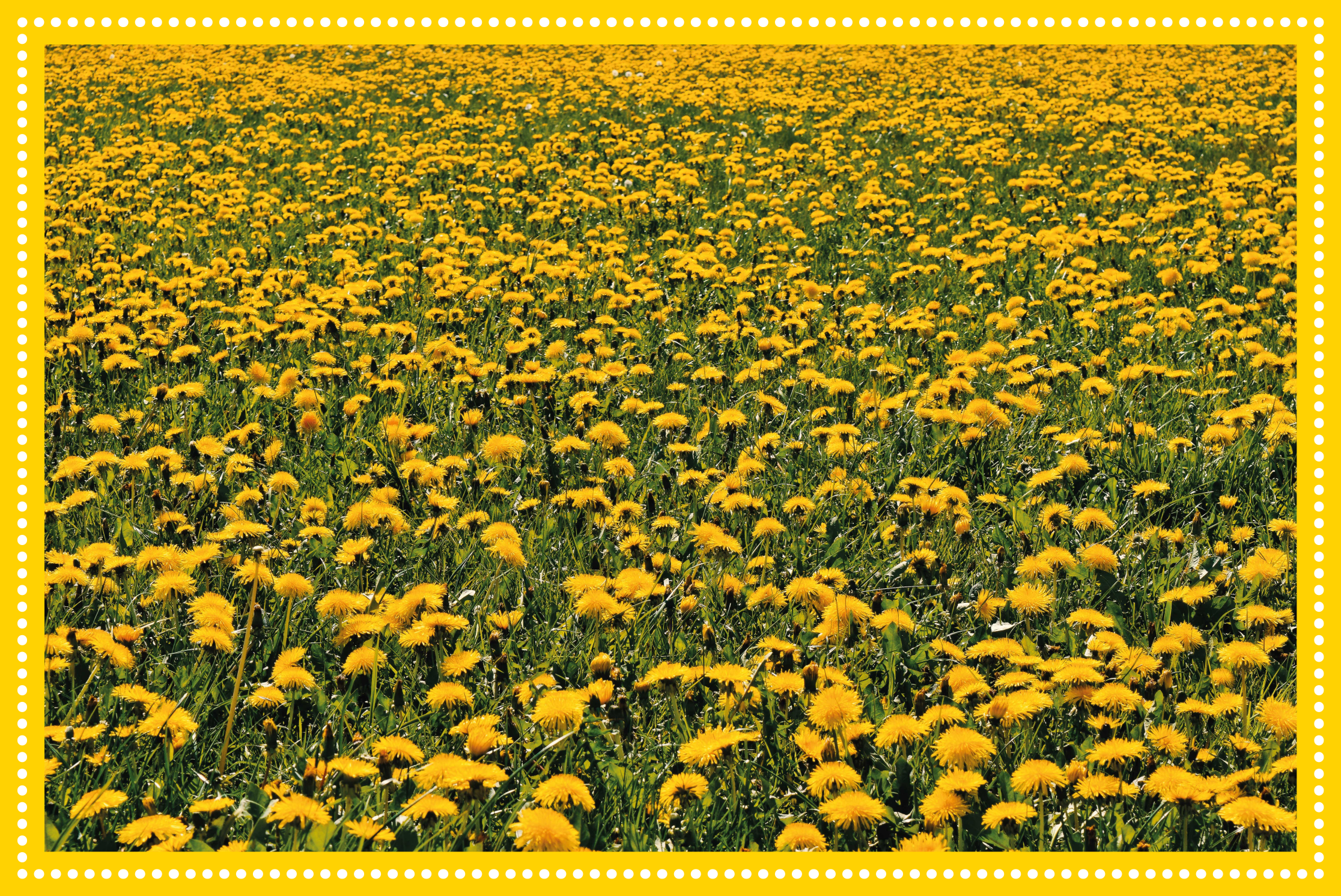 Tapete vinílico flores e plantas campo de girassóis - TenStickers