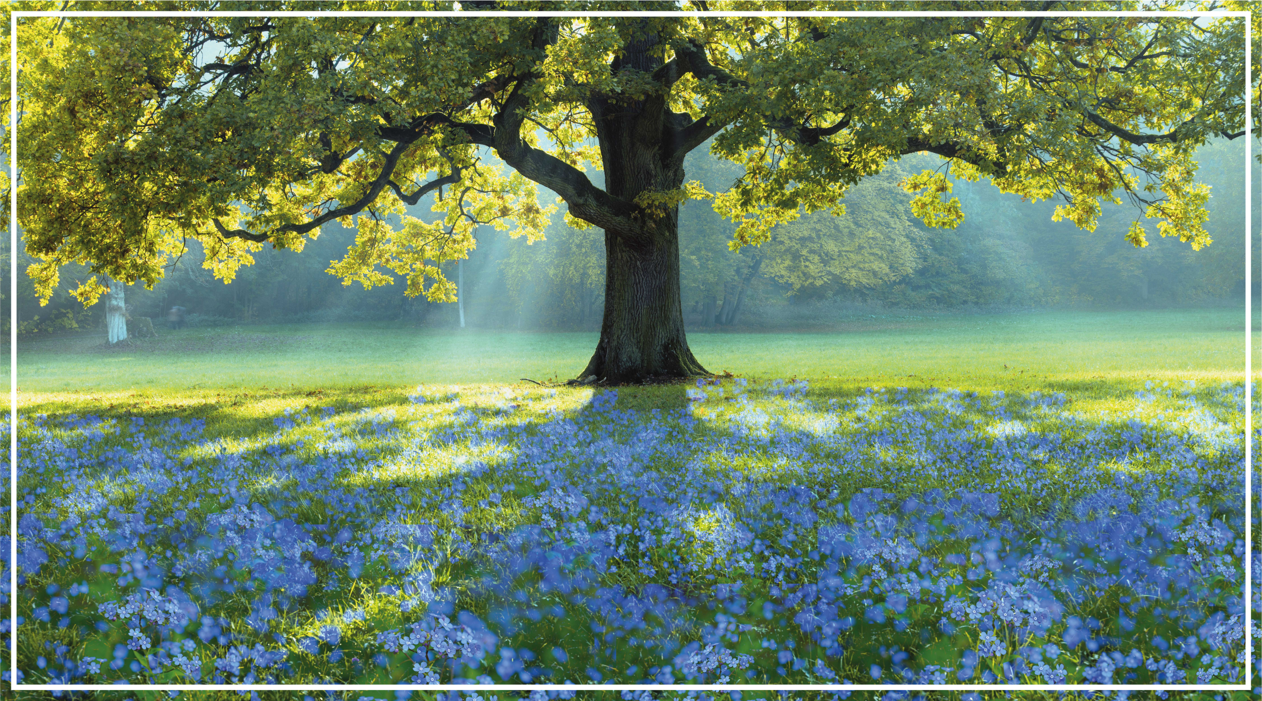 Tapete vinílico natureza cena de árvore florescendo - TenStickers