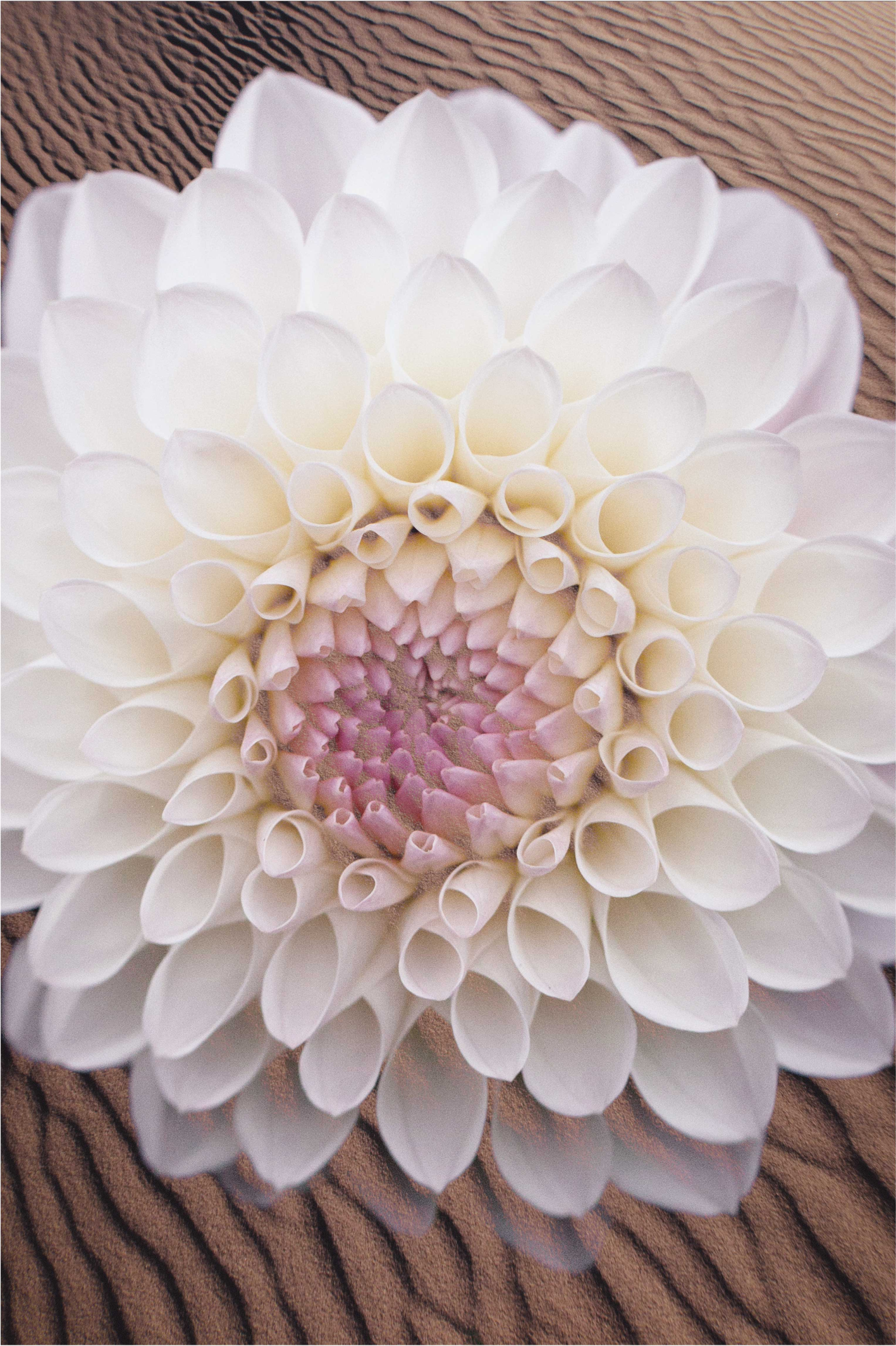 Flores brancas em tapete floral de areia - TenStickers