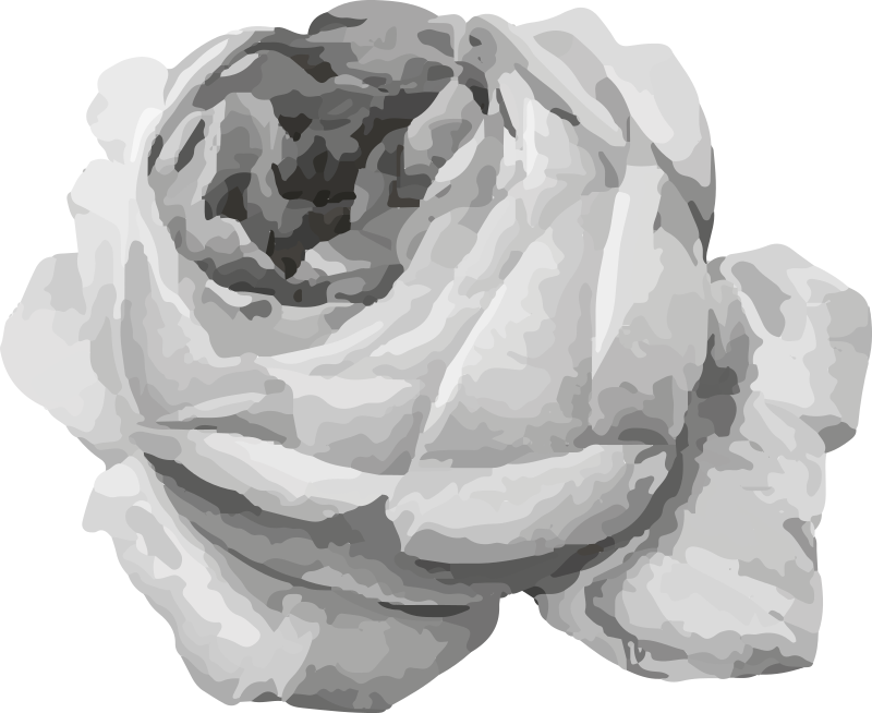 Tapete vinílico flores e plantas flor de rosa - TenStickers