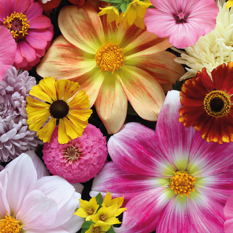 Tapete vinílico flores e plantas lindo arranjo realista - TenStickers