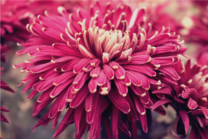 Tapete vinílico flores e plantas crisântemo realista - TenStickers