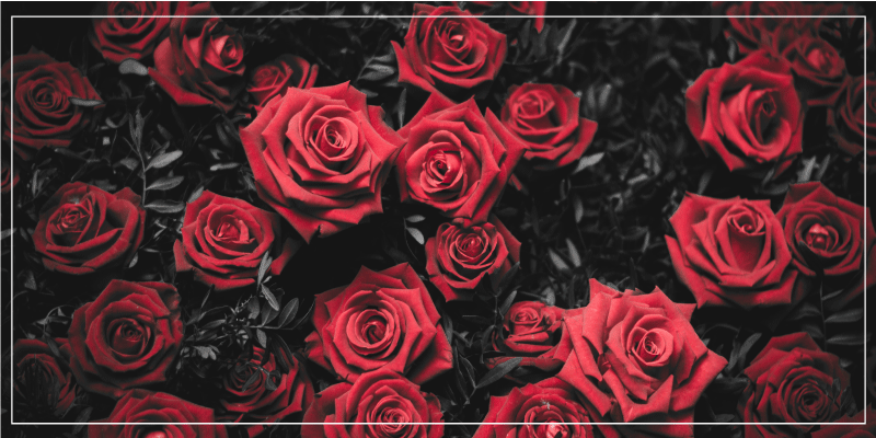 B / w lindo buquê de rosas vermelhas tapete floral - TenStickers