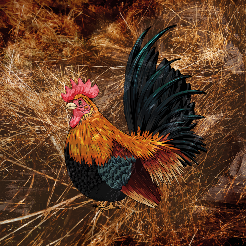 Tapete vinílico estampa de animal galo vibrante - TenStickers