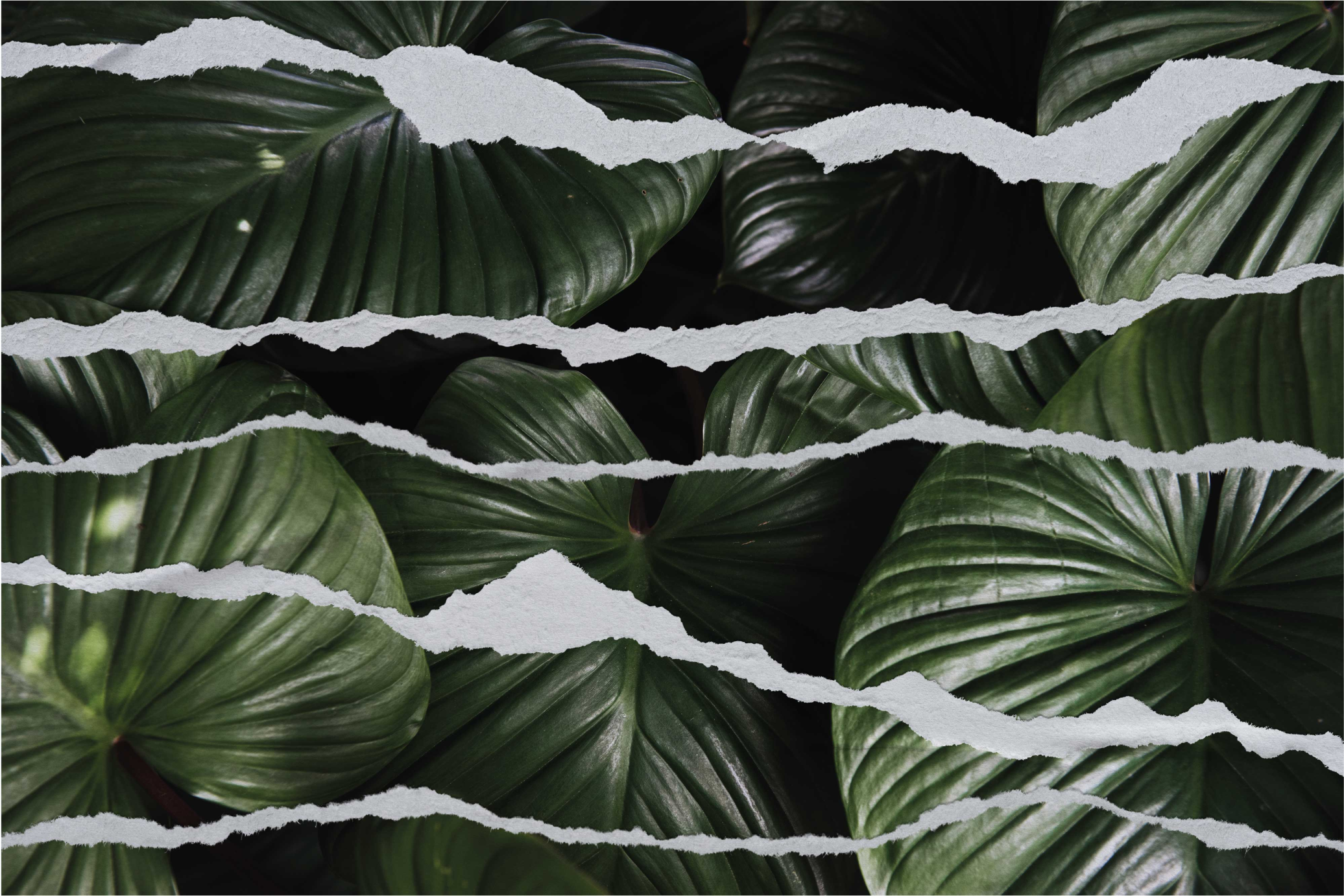 Fundo de folha com tapete de quarto de papel rasgado - TenStickers