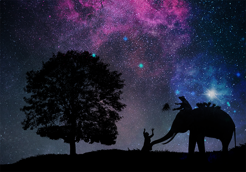 Tapete de vinil da natureza do elefante da noite estrelada - TenStickers