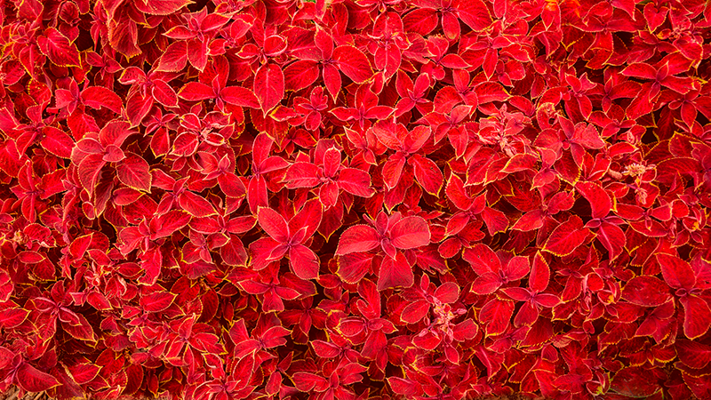 Tapete vinílico vermelho padrão de pétala - TenStickers