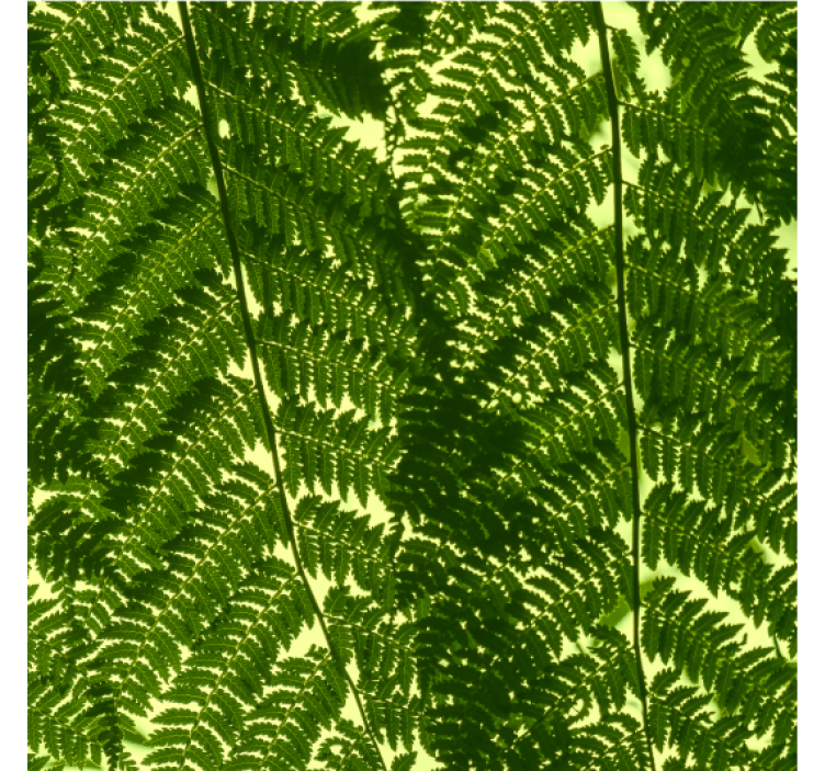 Papel de parede nórdicos planta de samambaia verde - TenStickers