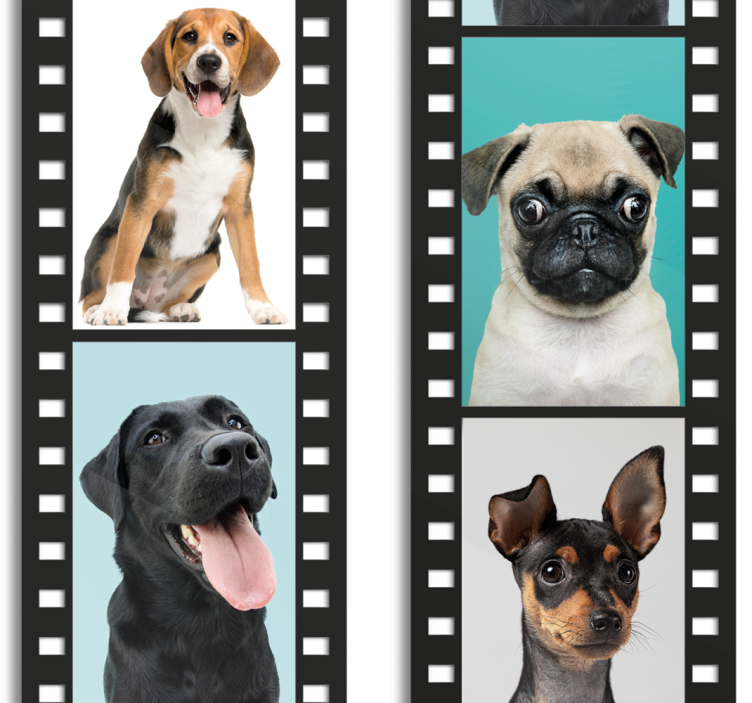 Papel de parede cães película de filme canino - TenStickers